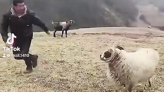 خروف عنيد