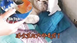 Chat drôle