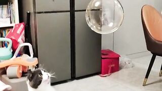 Chat drôle