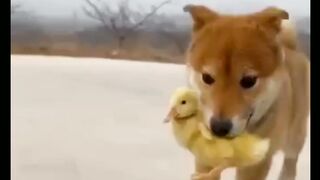 "Your gateway to giggles" Dogs fun #funny #comedy #dogs