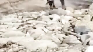 التكنولوجيا القديمة
