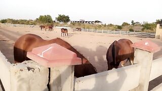 Riding Horses in NUST University