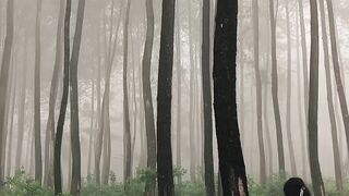Forest life
