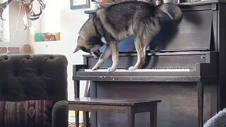 My dog so talented