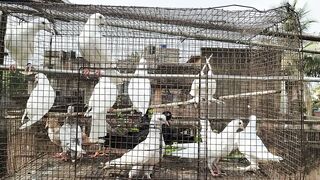 Pigeon baby