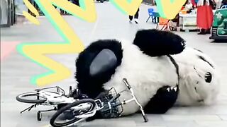 funny video panda fihgt
