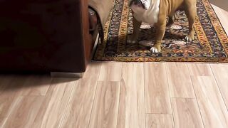 Funnydogs