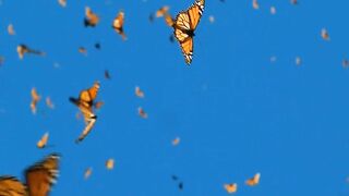 Butterfly dream