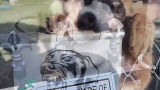 Funnydogs