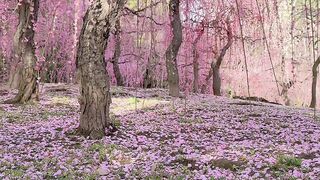 Kyoto japan