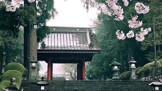 Taisei-ji Temple (Shizuoka) / 大石寺 The falling cherry blossoms