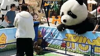 very beautiful video panda funny video
