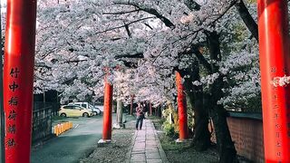 Takenakainari Shrine (Kyoto)/ 竹中稲荷神社 Torii and cherry blossoms