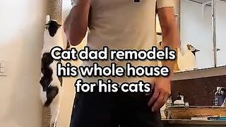 Cat Home