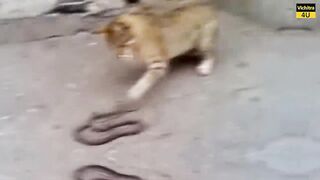 Battle of Cats VS Cobra Snake