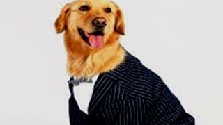your dog wants to show you his new year dance