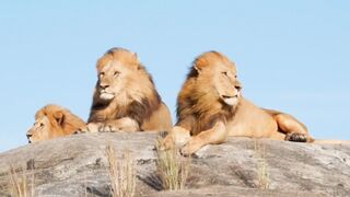 New Beautiful Animal  Loin Beautiful  2023.