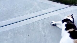 Funny cat videos animal funny  dogs funny videos