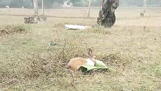 Catch the rabbit very interesting