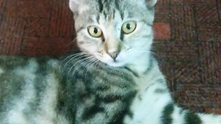 My lovely cat