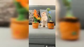 Funniest_Animals_2022