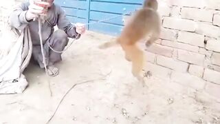 Funny Monkey