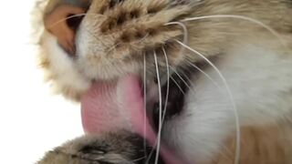 I wish you a beautiful Monday 谦锣# #cat #cats #reels #love #slcumotion #viral