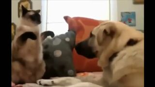 Angry Cats VS Dogs Funny Compilation