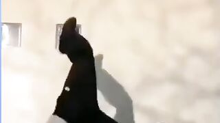 TENTE NÃO RIR!