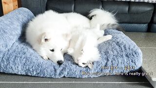 Samoyed Dog breed Facts In beautiful dog