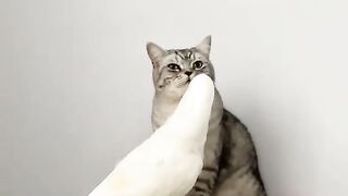 Funniest Cats 2023  #shorts #funny #shortvideos
