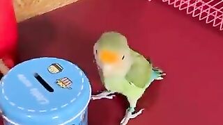 Very smart parrot show #parrotshow