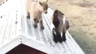 Funny goats
