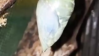 Очень красивая