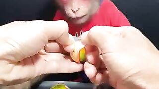 Cute monkey