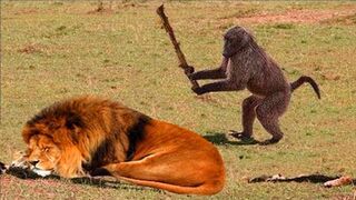 Funny Animals That Will Definitely Brighten Your Day????Funniest Animals 2023