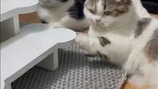 Funniest Videos 2022 -- Cute Cats and Funny Dogs