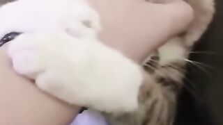 Funny Animal Videos 2023 funny dogs funny cats