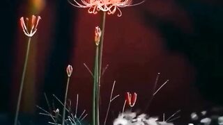 Beautiful view of nature