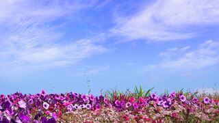 Nature beauty 001