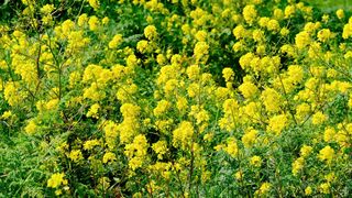 NATURE BEAUTY 002