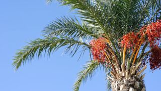 Nature beauty 0051