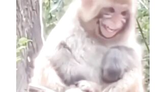 Funny animal