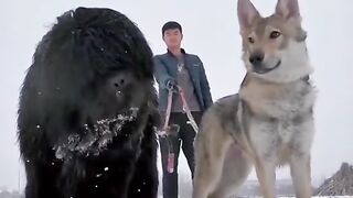 The dogs