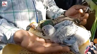 birds ریٹ rate beautifull birds afrikan