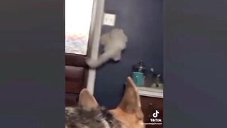Best memes compilations ????Funny cat videos ????
