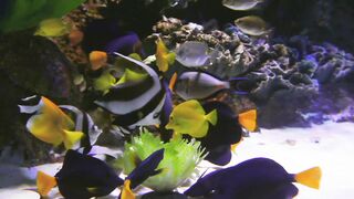 Beautiful fish and colorful fish in the aquarium.