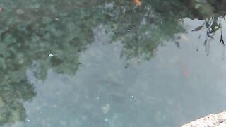 Fish faram