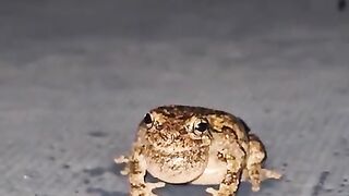 A tree frog chillin