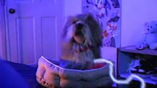 It is a Shih Tzu after all